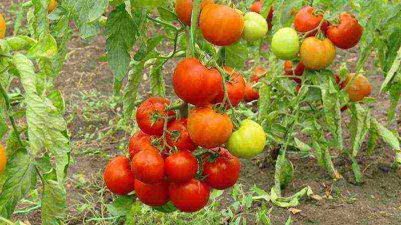 anong mga pagkakaiba-iba ng mga kamatis ang pinakamahusay na lumaki sa isang greenhouse