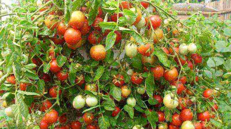 what varieties of tomatoes are best grown in a greenhouse