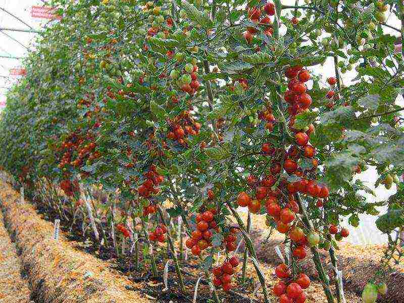 anong mga pagkakaiba-iba ng mga kamatis ang pinakamahusay na lumaki sa isang greenhouse