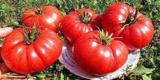 what varieties of tomatoes are best grown in a greenhouse