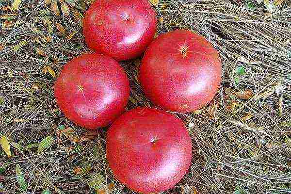 what varieties of tomatoes are best grown in a greenhouse