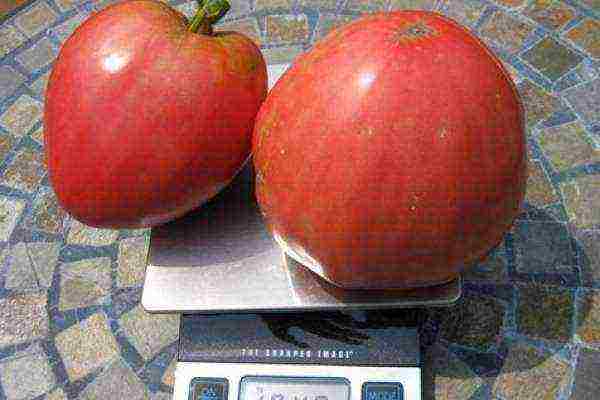 what varieties of tomatoes are best grown in a greenhouse