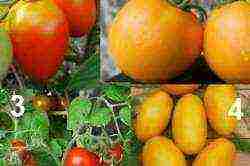 what varieties of tomatoes are best grown in a greenhouse