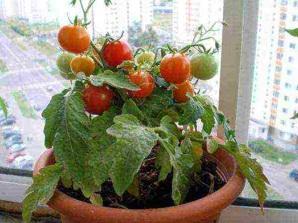 what varieties of tomatoes can be grown on the balcony