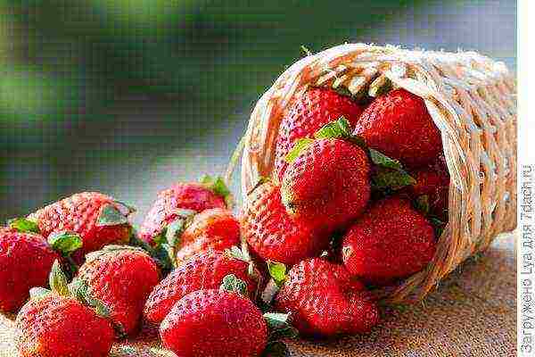 which varieties of remontant strawberries are better