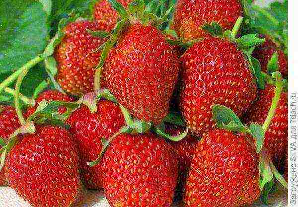 which varieties of remontant strawberries are better