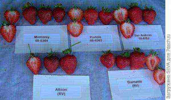 which varieties of remontant strawberries are better