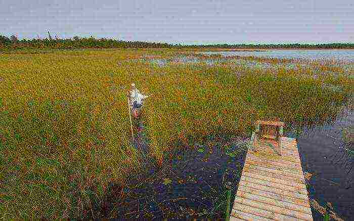 what varieties of rice are grown in the Krasnodar Territory