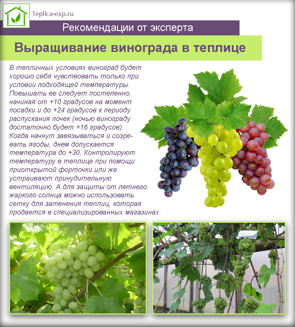 what grape varieties can be grown in the greenhouse