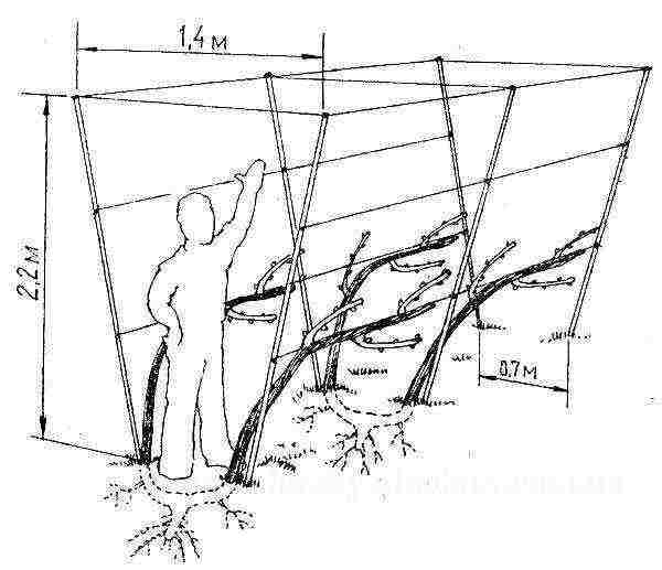 what grape varieties can be grown in the greenhouse