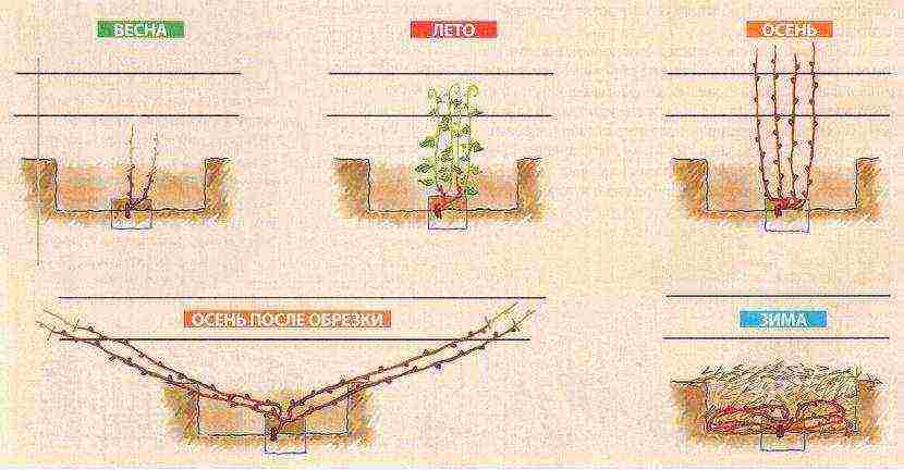 what grape varieties can be grown in the greenhouse