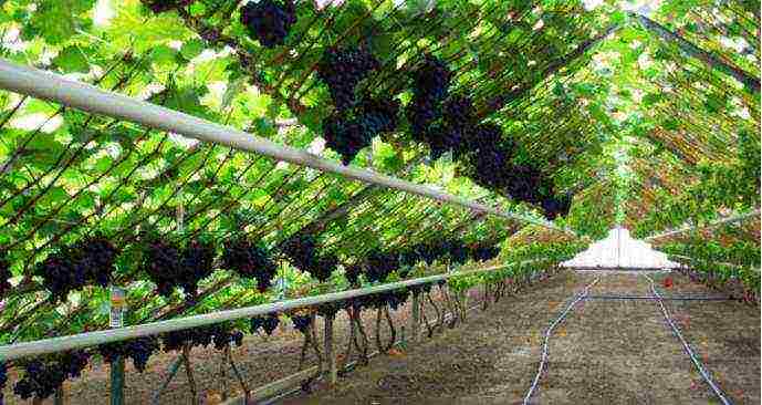 what grape varieties can be grown in the greenhouse