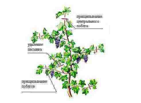 what grape varieties can be grown in the greenhouse