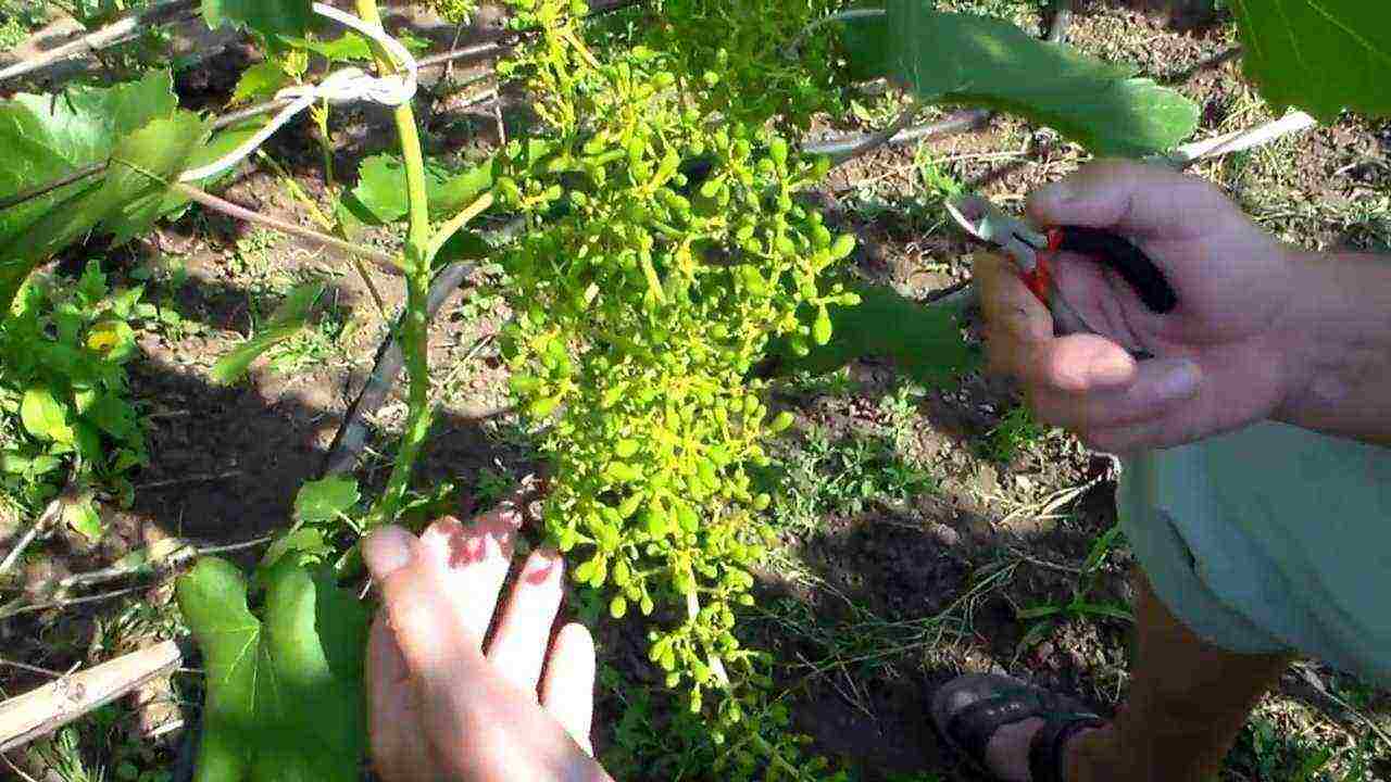 what grape varieties can be grown in the greenhouse