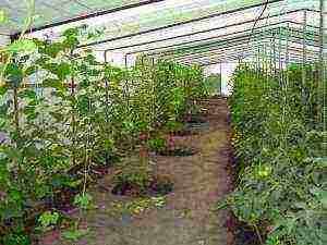 what grape varieties can be grown in the greenhouse