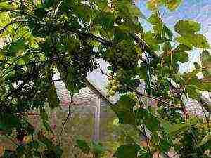 what grape varieties can be grown in the greenhouse