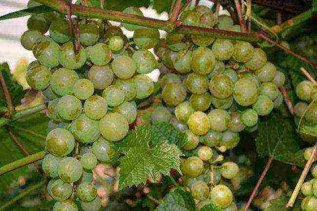 what grape varieties can be grown in the greenhouse