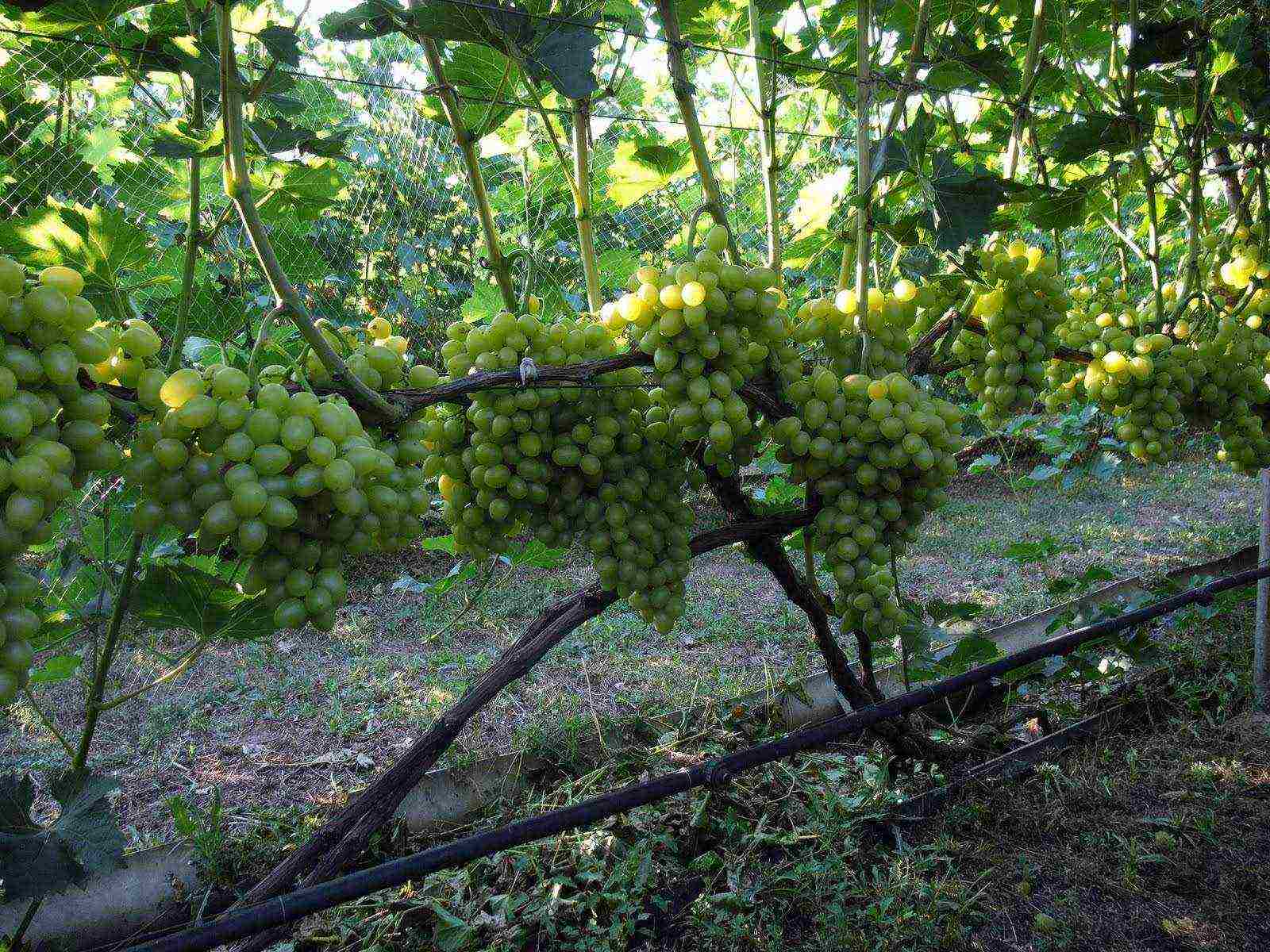 what grape varieties can be grown in the greenhouse