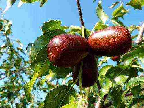 what varieties of apples are grown in the Krasnodar Territory