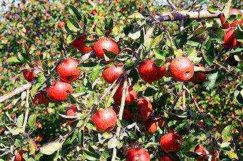 what varieties of apples are grown in the Krasnodar Territory