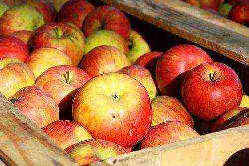 แอปเปิลพันธุ์ใดที่ปลูกในดินแดนครัสโนดาร์