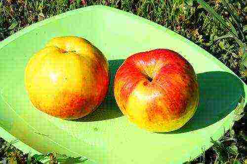 what varieties of apples are grown in the Krasnodar Territory