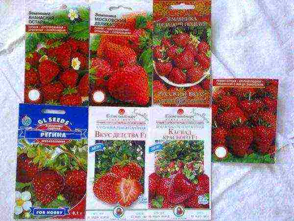 what varieties of strawberries can be grown on the balcony