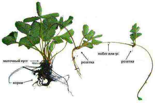 what varieties of strawberries can be grown on the balcony