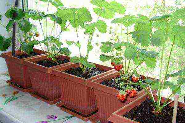 what varieties of strawberries can be grown on the balcony