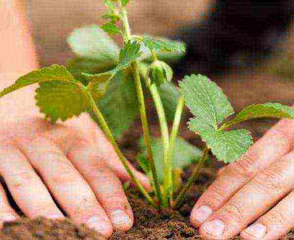 what varieties of strawberries can be grown on the balcony