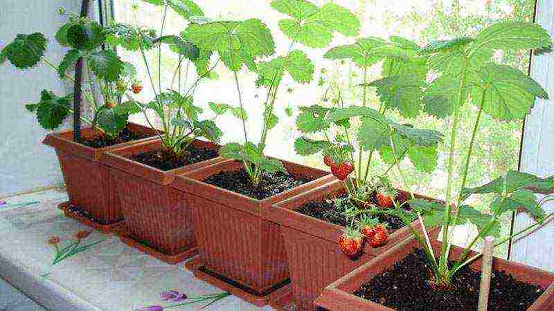 what varieties of strawberries can be grown on the balcony