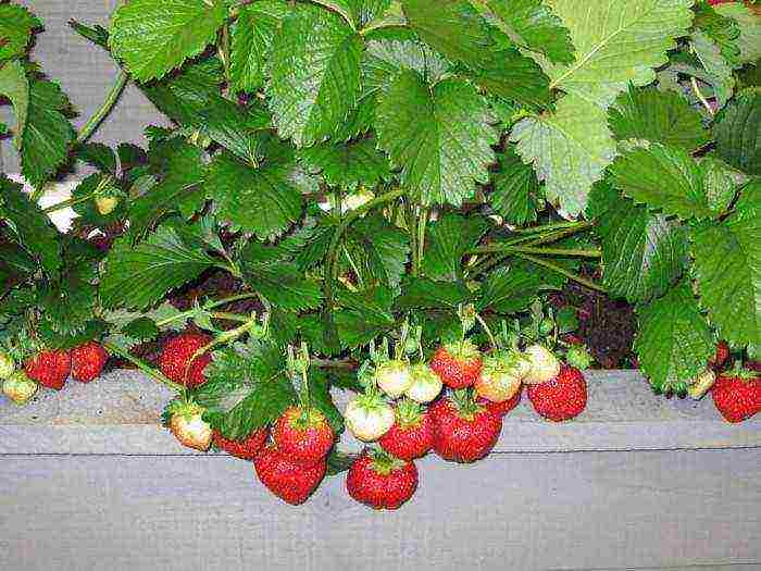 anong mga pagkakaiba-iba ng mga strawberry ang maaaring lumaki sa balkonahe