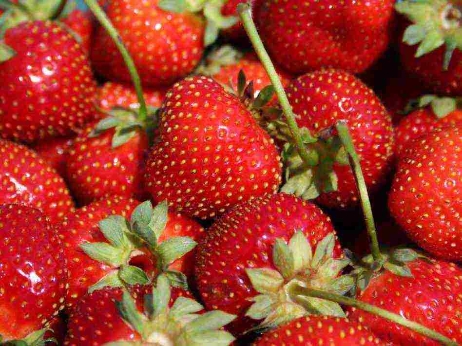 anong mga pagkakaiba-iba ng mga strawberry ang maaaring lumaki sa balkonahe