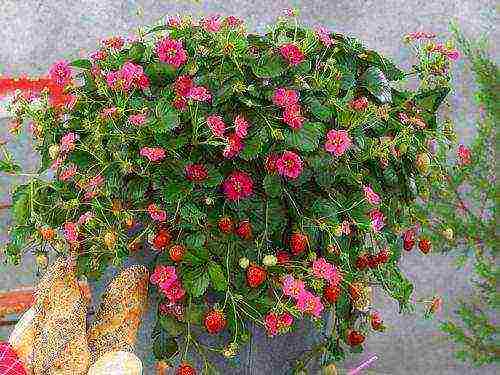 what varieties of strawberries can be grown on the balcony