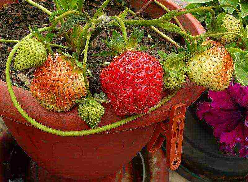 what varieties of strawberries can be grown on the balcony