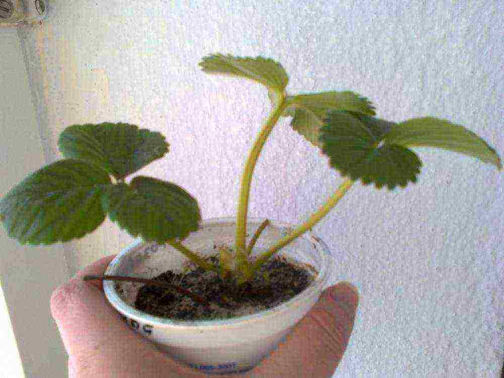 what varieties of strawberries can be grown on the balcony