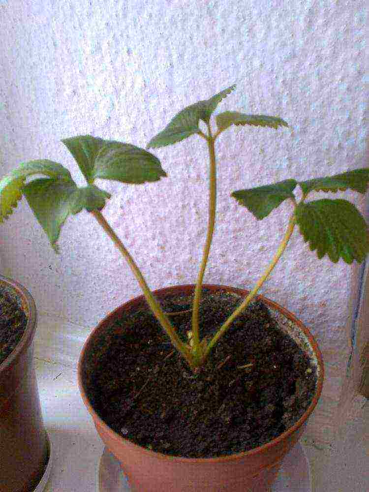 what varieties of strawberries can be grown on the balcony