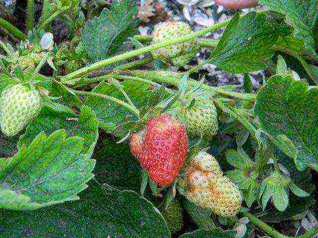 anong mga pagkakaiba-iba ng mga strawberry ang maaaring lumaki sa balkonahe