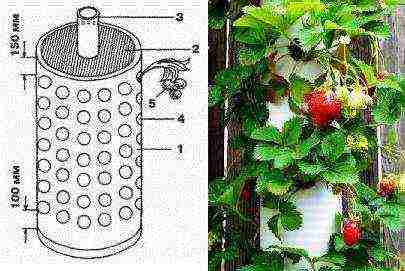 what varieties of strawberries can be grown on the balcony