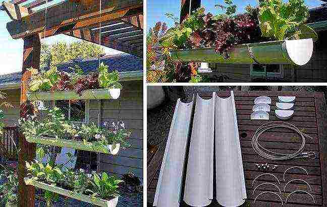 what varieties of strawberries can be grown on the balcony