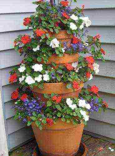 what varieties of strawberries can be grown on the balcony