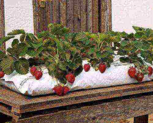 what varieties of strawberries can be grown on the balcony