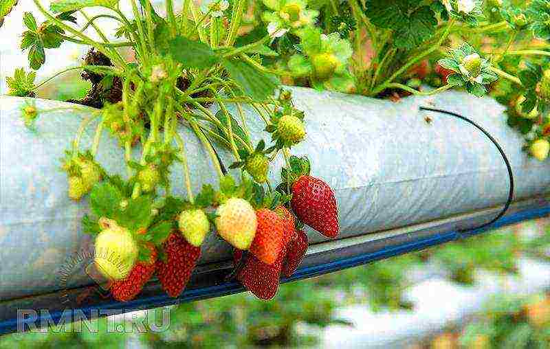 anong mga pagkakaiba-iba ng mga strawberry ang maaaring lumaki sa balkonahe