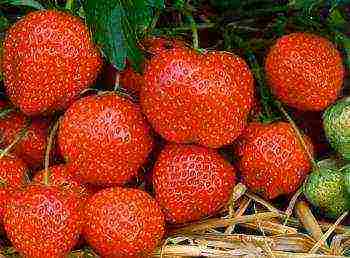 anong mga pagkakaiba-iba ng mga strawberry ang maaaring lumaki sa balkonahe