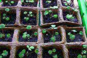 what varieties of strawberries can be grown on the balcony