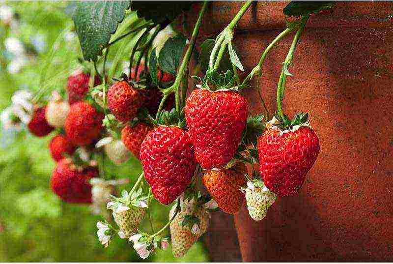 what varieties of strawberries can be grown on the balcony