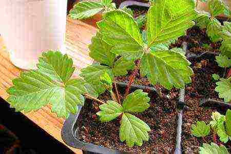 what varieties of strawberries can be grown on the balcony