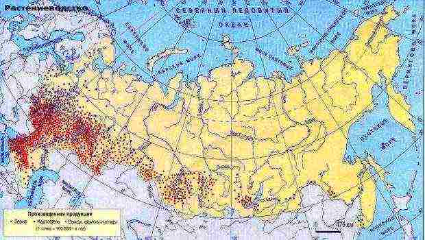 which countries grow more wheat than Russia