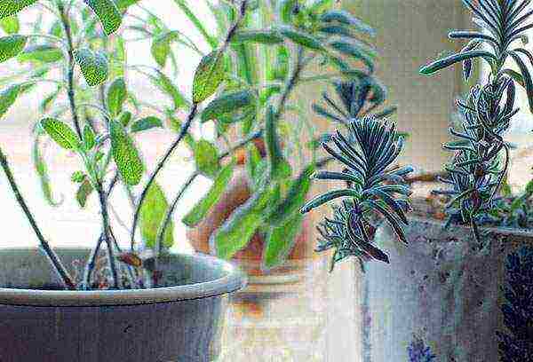 what herbs can be grown on the windowsill in winter