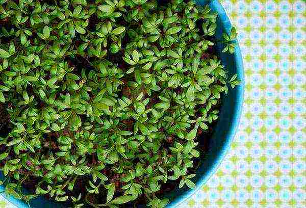 what herbs can be grown on the windowsill in winter